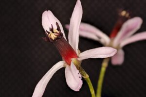 Melia-azedarach-2019-05-25-19.45.00-ZS-PMax_2019_05_25-scaled