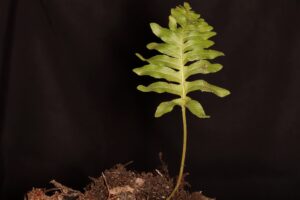 Polypodium-cambricum-IMG_7375-2023-09-17-scaled