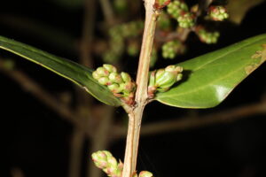 Coriaria-myrtifolia-IMG_1530-2021_02_19-scaled