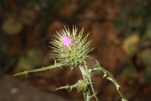 Galactites-tomentosus-Galactites-tomentosa-IMG_9654-09-04-2023-09-04-2023-scaled
