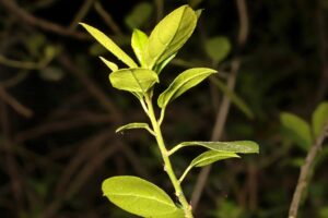 Rhamnus-alaternus-IMG_1306-04-05-2023