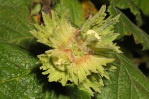 Corylus-avellana-IMG_3806-2023-05-28-scaled