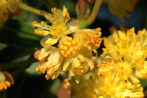 Laurus-nobilis-2019_03_23_IMG_6036-scaled